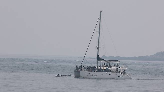 제주 서귀포 대정읍 앞바다에서 관광객들이 배를 타고 제주남방큰돌고래 무리를 관찰하고 있다. 핫핑크돌핀스 제공