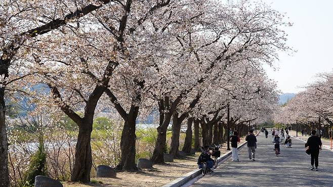 보문호를 따라 이어진 벚꽃길에서 관광객들이 봄의 순간을 사진으로 담고 있다./경북문화관광공사 제공