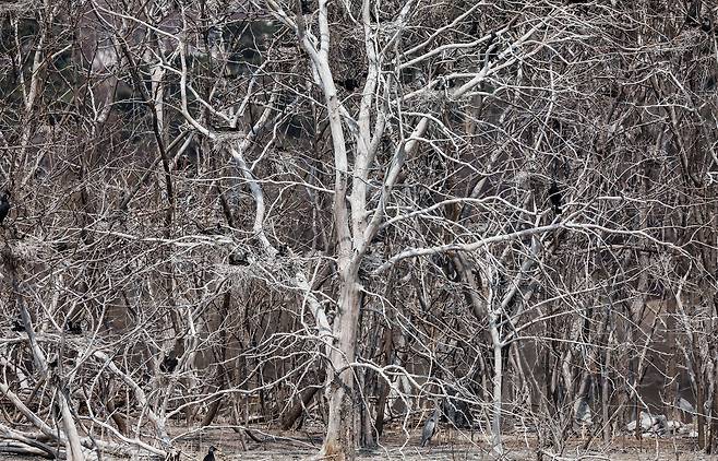 민물가마우지 배설물로 나무 전체가 하얗게 변했다.