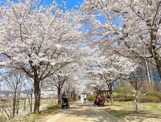 ▲ 삼송역 구도심 둑방길에 조성된 숨은 벚꽃길이 자태를 뽐내고 있다