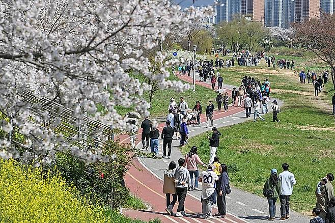 광주 시민들이 만개한 광주천변 벚꽃길을 산책하고 있다. 광주 서구 제공