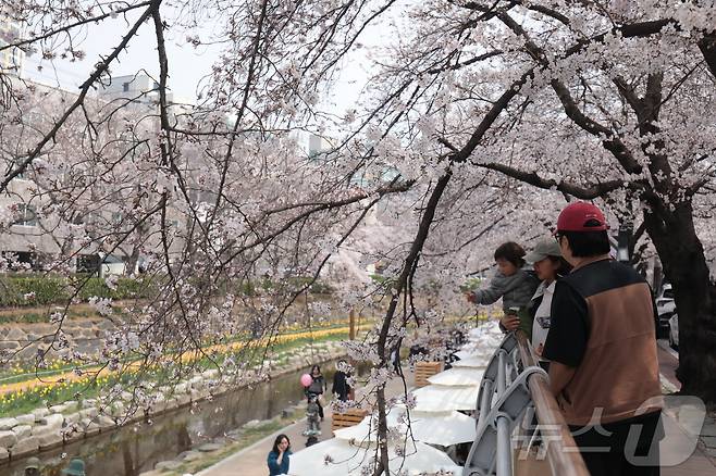 29일 울산 남구 무거천 벚꽃길에 벚꽃이 피어나면서 나들이객들이 사진을 찍고 있다. . 2026.3.29ⓒ 뉴스1 김세은 기자