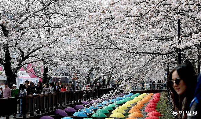 전국 최대 벚꽃 축제인 ‘제64회 진해군항제’가 개막한 가운데 경남 창원 진해구 여좌천을 찾은 관광객들이 휴일인 29일 오전 벚꽃을 감상하고 있다. 제64회 진해군항제는 4월 5일까지 10일간 진해구 전역에서 진행된다. 진해 =변영욱 기자 cut@donga.com