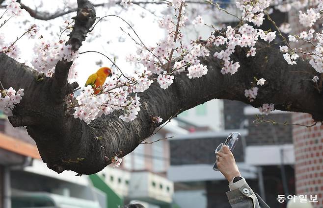 29일 오전 경남 창원 진해구 여좌천을 찾은 앵무새가 벚꽃을 따자 외국 관광객들이 신기한 듯 사진을 찍고 있다. 앵무새는 주인을 따라 이곳에 왔다. 진해=변영욱 기자 cut@donga.com