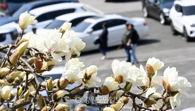 ▲ 강원 영서 대부분 지역의 낮 최고기온이 20도 안팎으로 오르며 완연한 봄 날씨를 보인 25일 춘천지방법원에 목련이 활짝 펴 시민들에게 봄 기운을 전하고 있다. 방도겸 기자