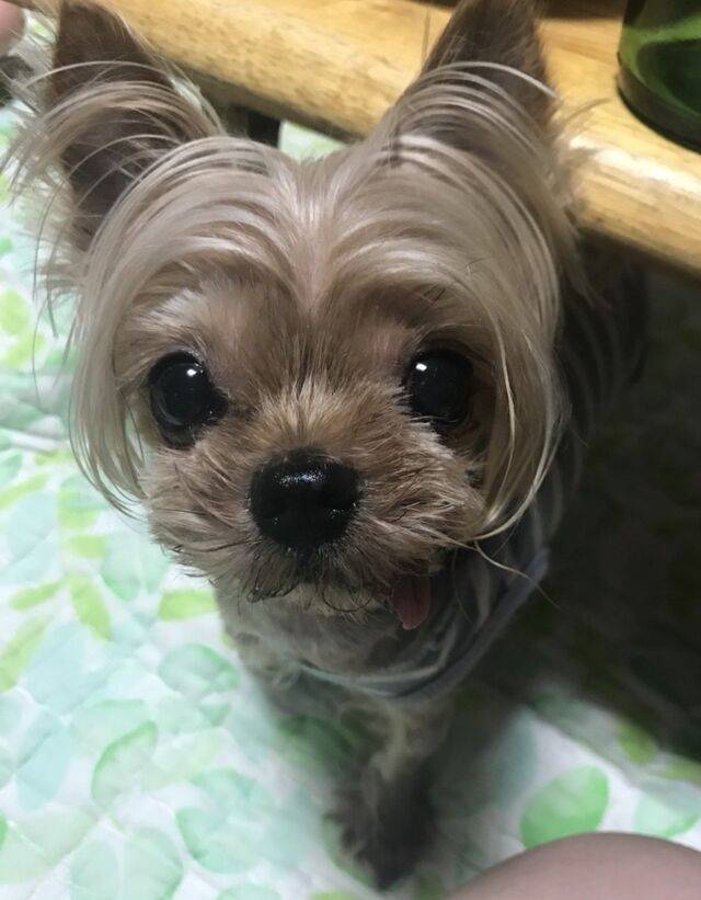 박희선씨(27)의 반려견 ‘해피’. 박희선씨 제공