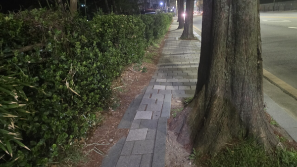 29일 광주 광산구 신촌동의 한 보행로의 3분의 2 이상을 차지하고 있는 가로수가 심어져 있다. 김현수 기자