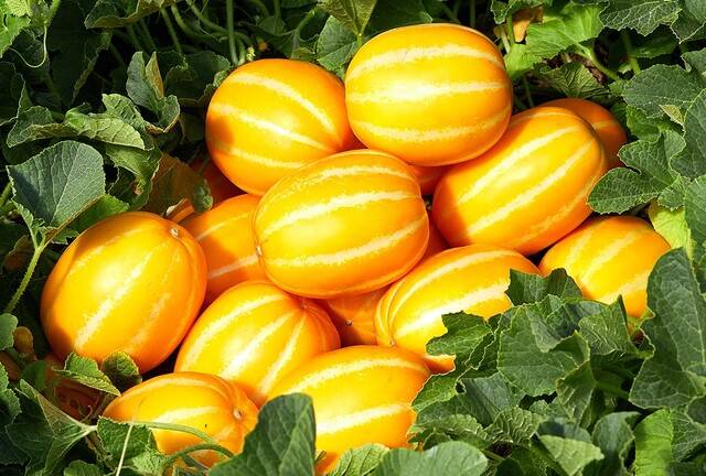 세계적인 명성을 얻고 있는 k 푸드 대표과일 성주참외가 4월들어 본격적인 출하를 시작하고 있다. 성주군 제공