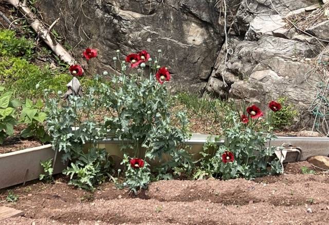 ▲ 동해해경청에 단속된 양귀비.