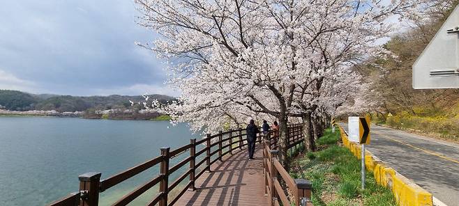 고복저수지 벚꽃 풍경.