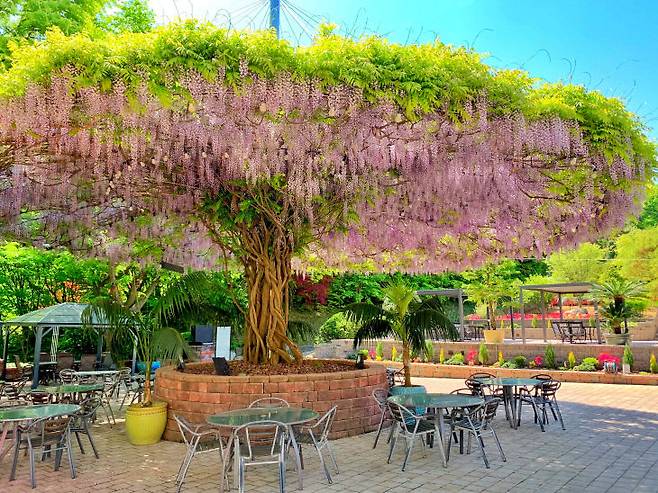 베어트리파크 봄날의 전경3.