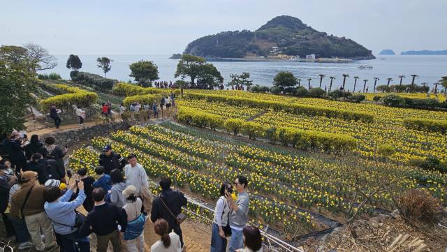 주말을 맞아 나들이객들로 북적이는 거제 공곶이 수목원. 노란 수선화 군란과 쪽빛 바다가 그려내는 풍광이 잊지못할 감동을 선사한다. 바다 건너 보이는 섬이 내도다. 김민진 기자