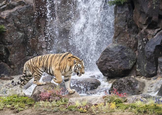 더 와일드해진 NEW 사파리월드. 에버랜드 제공