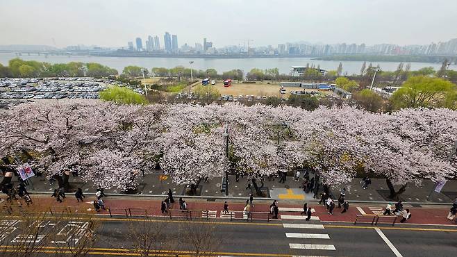 1일 여의도 윤중로 모습. 임현동 기자