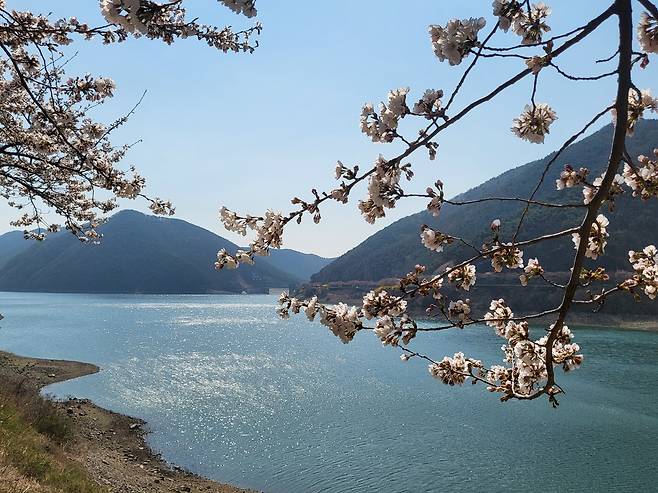 2일 경북 영천에 위치한 영천댐 일대가 봄을 맞아 화사한 벚꽃으로 물들고 있다. 약 100리에 달하는 벚꽃길은 호수와 산, 그리고 만개한 벚꽃이 어우러져 봄철 드라이브 코스로 인기다.