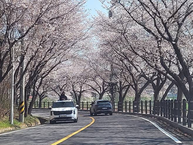2일 영천댐 100리 벚꽃길 자양면행정복지센터 일때 구간이 70% 정도 개화를 보이고 있는 가운데 한 관광객이 드라이브를 즐기고 있다.