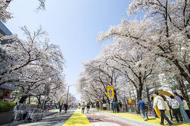 ▲ 벚꽃이 절정을 맞은 낙동강변이 다시 사람들로 채워졌다. 지난해 산불 여파로 멈췄던 봄 축제가 2년 만에 재개되면서 안동 도심에는 오랜만에 활기가 감돌고 있다.