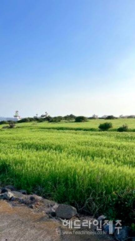 가파도 청보리. (사진=서귀포시)
