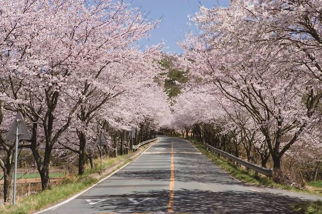 고흥만 벚꽃길