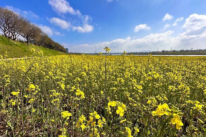 나주시가 영산강 둔치 일원에 대규모 유채꽃 단지를 조성해 봄맞이 방문객들을 맞이한다. / 사진=나주시 제공