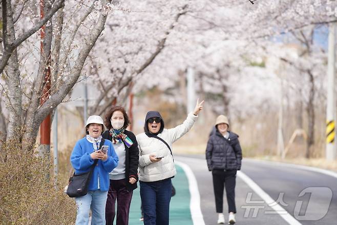 영랑호 벚꽃 자료사진.(속초시 제공, 재판매 및 DB 금지)