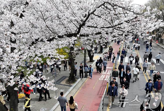 '여의도 봄꽃축제'가 시작된 3일 서울 여의서로 일대에 벚꽃이 만개해 있다. 2026.4.3 ⓒ 뉴스1 최지환 기자