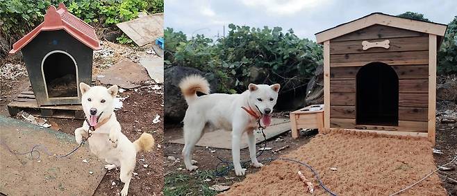 백구의 옛날 집과 지금 집. 카카오에서 지원해주었다. ⓒ유재연