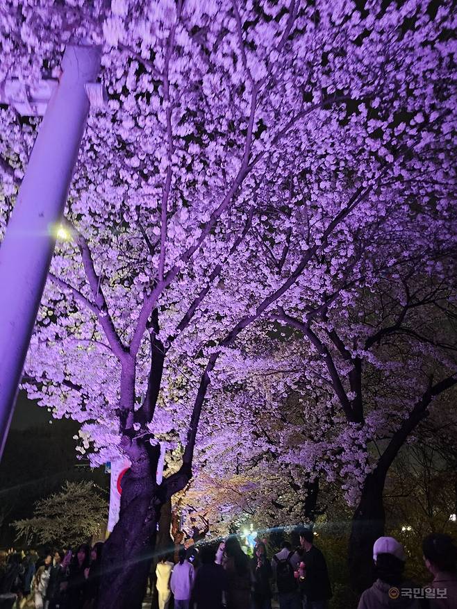 오후 9시쯤 찾은 서울 여의도 윤중로 벚꽃길 모습. 바닥에 설치된 조명으로 벚꽃이 물들어 있다. 한명오 기자