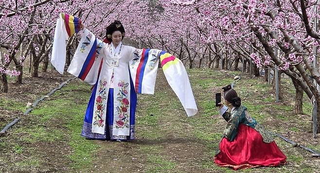 ▲ 한복을 입은 모델들이 제16회 영천복사꽃 전국사진촬영대회에서 복사꽃을 배경으로 포즈를 취하고 있다. 권오석 기자