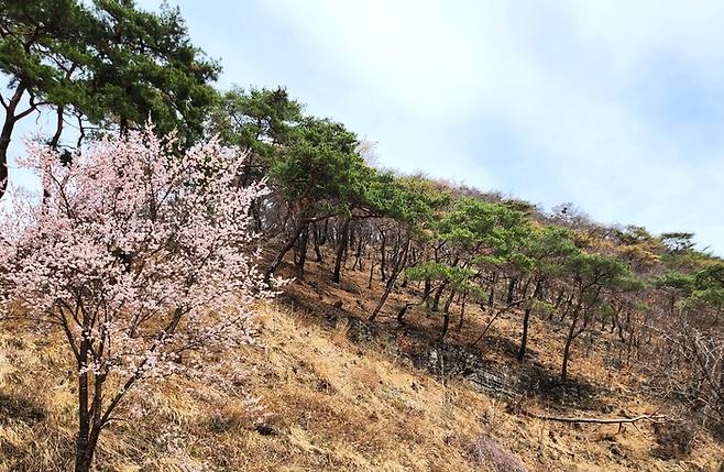 대웅보전 뒤편 능선에 산불 흔적이 남아 있는 가운데 벚꽃과 소나무가 함께 서 있다. 일부 소나무는 하부가 불에 탔지만 수관은 살아 있다.