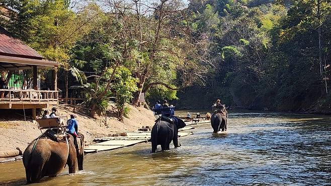 2000년대 들어 ‘공정 여행’ 바람이 불면서, 코끼리 관광도 바뀌고 있다. 코끼리쇼와 코끼리 타기는 절반가량 줄었다. 남종영 제공