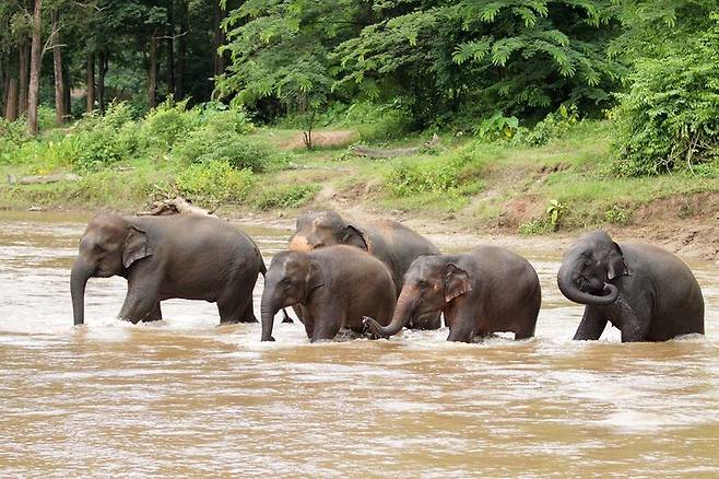 치앙마이 인근 코끼리자연보호소는 타이에서 동물복지가 가장 우수한 생크추어리 중 한곳이다. 여행자는 자원봉사에 참여하거나 관찰하는 방식으로 코끼리와 만날 수 있다. 코끼리자연보호소 제공