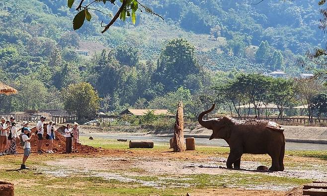 치앙마이 인근 코끼리자연보호소에서 방문객들이 각 코끼리 개체의 역사를 듣고 있다. 타이에서 동물복지가 가장 우수한 생크추어리 중 한곳으로, 여행자는 자원봉사에 참여하거나 관찰하는 방식으로 코끼리와 만날 수 있다. 남종영 제공