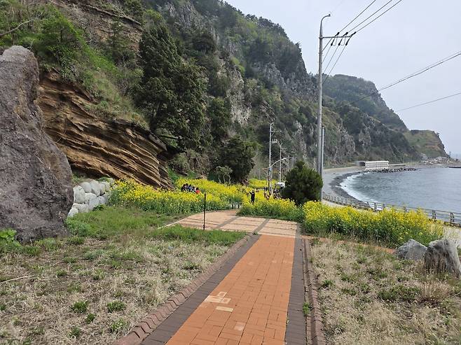 6일 오후 경북 울릉군 서면 구암리의 지질 명소인 ‘버섯바위’ 일원에 유채꽃이 만개해 장관을 이루고 있다. /황진영 기자