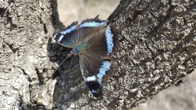 월동 형 청띠신선나비. (사진 이강운 대기자)/뉴스펭귄