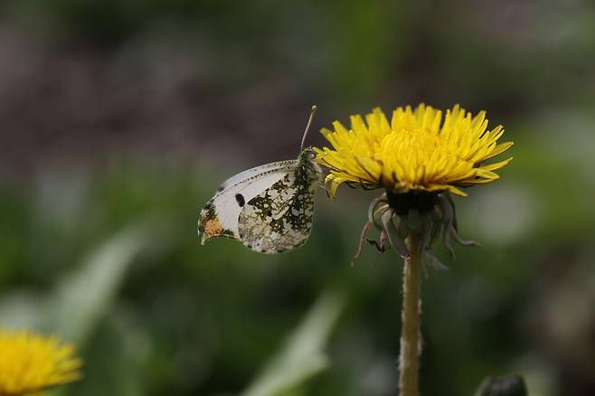 갈구리나비. (사진 이강운 대기자)/뉴스펭귄