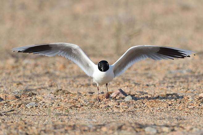 둥지 가까이 내려앉은 검은머리갈매기.
