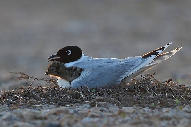 새끼들은 따뜻한 어미 품속으로 파고들어 내일을 기약한다.
