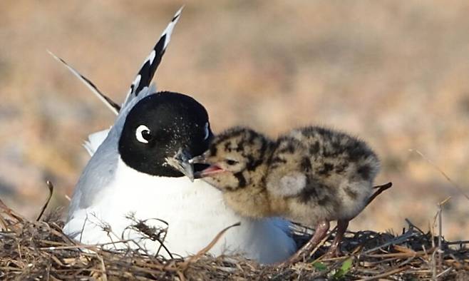 어미에게 먹이를 달라고 보채는 어린 검은머리갈매기 새끼.
