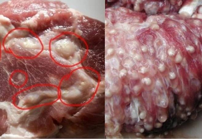 기생충 낭포가 보이는 돼지고기. 사진=제트 뉴스, ScienceDirect(Elsevier)