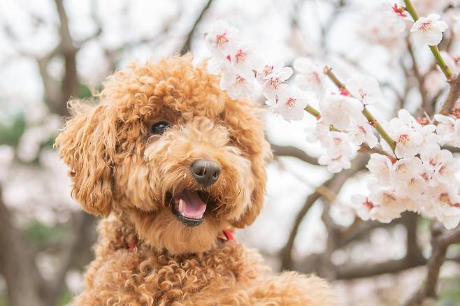 봄철 반려견과 야외 활동이 늘면서 진드기 매개 질환에 대한 주의가 요구되고 있다(사진은 기사 내용과 무관함, 클립아트코리아). ⓒ 뉴스1