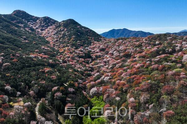 고비산 연분홍 선벚꽃의 모습 / 사진_투어코리아 유지훈 기자