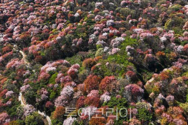 고비산 연분홍 선벚꽃의 모습 / 사진_투어코리아 유지훈 기자