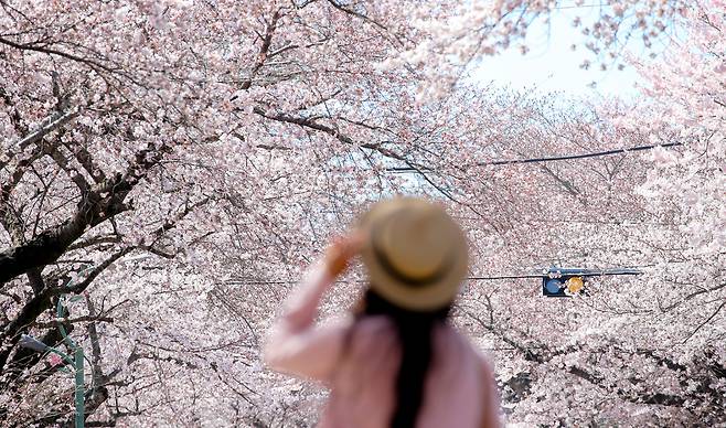 지난달 31일 벚꽃 명소인 제주대학교 인근 도로변에 나들이객이 찾아와 인생샷을 남기며 즐거운 시간을 보내고 있다. 뉴시스
