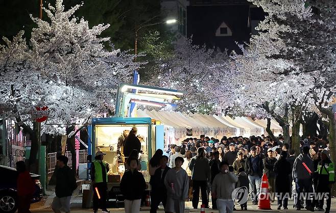 벚꽃 만개 '솔올블라썸' (강릉=연합뉴스) 유형재 기자 = 4일 밤 '2026 강릉벚꽃축제'의 하나인 '솔올블라썸'이 열리는 강릉시 교동택지에 많은 주민이 나와 봄의 낭만을 만끽하고 있다. 2026.4.4 yoo21@yna.co.kr