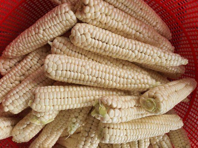 괴산 대학찰옥수수는 당도가 높고 껍질이 매우 얇아 아주 맛있는 옥수수로 손꼽힌다. 사진=괴산군