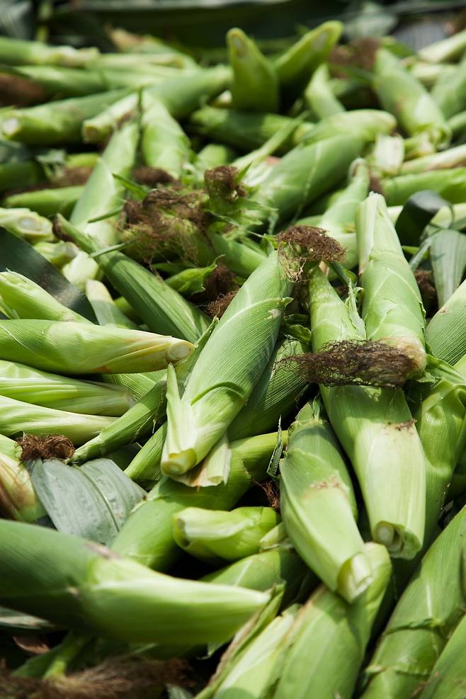 전국적으로 유명한 괴산 대학찰옥수수. 사진=국립민속박물관