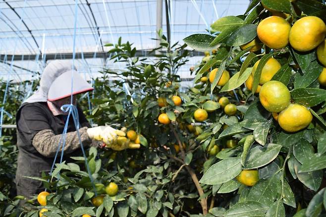 한 농민이 시설하우스에서 감귤을 손질하고 있다. 제주도 제공