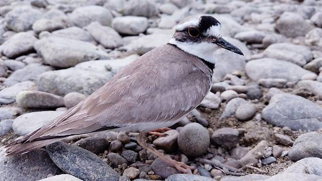 2024년 5월 세종보 농성장에서 확인한 멸종위기종 흰목물떼새의 번식 모습. 대전환경운동연합 홈페이지 캡처