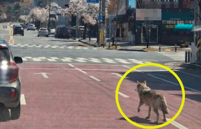 오월드 사거리로 탈출한 늑대 시민 제보 사진. 대전소방본부 제공